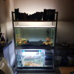 Bookshelf Fish tank (2)